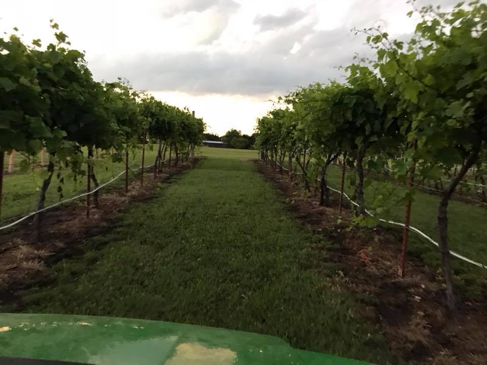 Green vineyard at the Prairie Rattler Winery