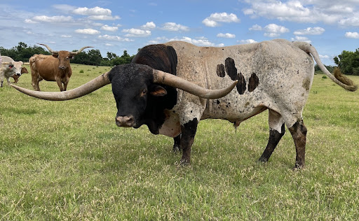 Longhorn Cattle Country