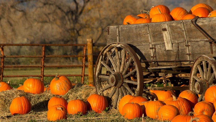 Annual Pumpkin Festival